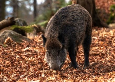 19 dzików z ASF w powiecie leszczyńskim